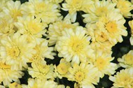 黄色秋菊盛开的高清图片