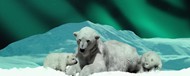 野生白色北极熊高清图片