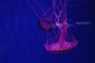 蓝色深海海蜇水母高清图片