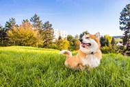 草地威尔士柯基犬可爱高清图片