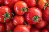 新鲜健康有机番茄高清图片