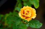 黄色小清新蔷薇植物图片下载