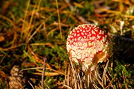 粉色飞木耳毒蘑菇图片下载