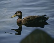 池塘黑色野生水鸭图片