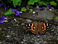 野生彩色斑蝶高清图片