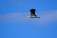 高空自由飞翔的灰鹭图片下载