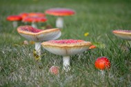 草地红色蘑菇菌群图片下载