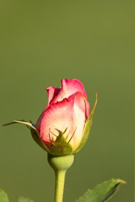 野生玫瑰花蕾高清图片