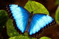 蓝色蝴蝶图片大全