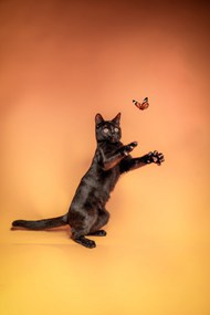 猫咪追蝴蝶的精美图片