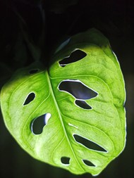 绿色龟背竹叶子创意写真精美图片