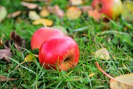 秋天成熟掉落在地上的苹果高清图片