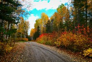 秋天树林小路风景高清图片