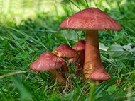 草地野生红色蘑菇高清图片