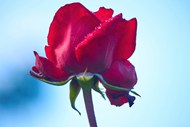 红色玫瑰花绽放精美图片