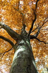 秋天树叶枯黄的大树精美图片
