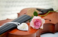 粉色玫瑰小提琴静物写真图片
