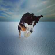 冬季雪地边境牧羊犬图片