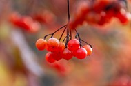霜降红色浆果高清图片