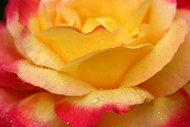 露水打湿的玫瑰花精美图片