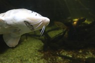 深水白色鲶鱼高清图片
