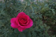 玫红色月季花蔷薇植物图片大全