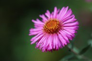 新英格兰翠菊高清图片