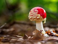 红色野生毒蘑菇图片大全