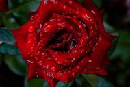 雨后玫瑰娇艳欲滴精美图片