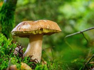 森林草丛野生牛肝菌蘑菇精美图片