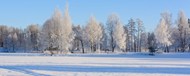 冬季雪地树林雪景高清图片