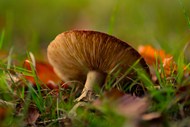 秋天草地菌类蘑菇图片大全