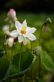 夏日白色莲花盛开精美图片