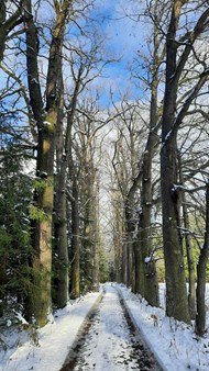 冬天雪地光秃秃的树木精美图片
