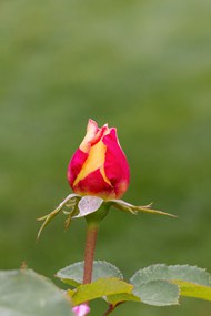 一枝玫瑰花蕾图片下载