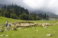 游牧民族牧羊人羊群高清图片