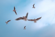 高空自由飞翔的海鸥图片