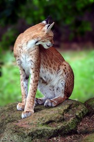 野生猞猁猫精美图片