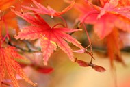 秋天红色枫叶微距特写写真图片下载
