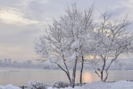 冬季公园雾凇风景高清图片