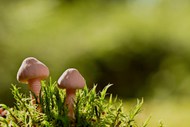 绿色草丛青苔小蘑菇图片