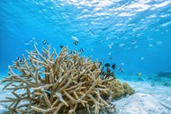 亚热带水下世界珊瑚鱼群图片下载