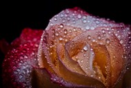 玫瑰花瓣雨滴特写图片下载