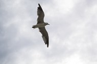 高空自由翱翔的海鸥精美图片