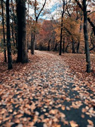 秋天树林萧条风景精美图片