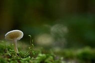 光盘真菌蘑菇精美图片