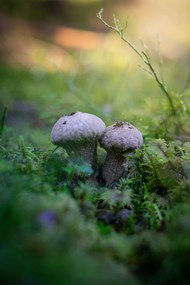 绿色草丛野生真菌蘑菇精美图片