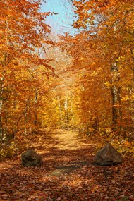 秋天公园枫树林风景图片大全