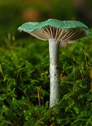 铜绿木耳蘑菇精美图片