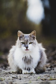 挪威森林猫高清图片